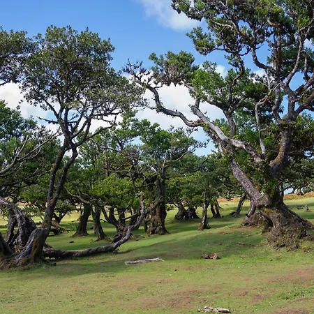 Rosa Villa Porto Moniz