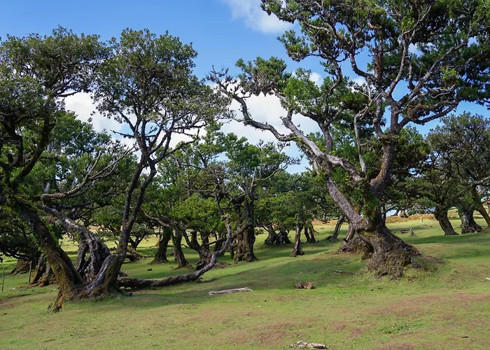 Rosa Villa Porto Moniz
